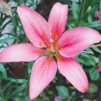 Lily pollen