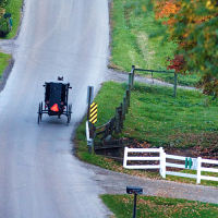 Horse Buggy